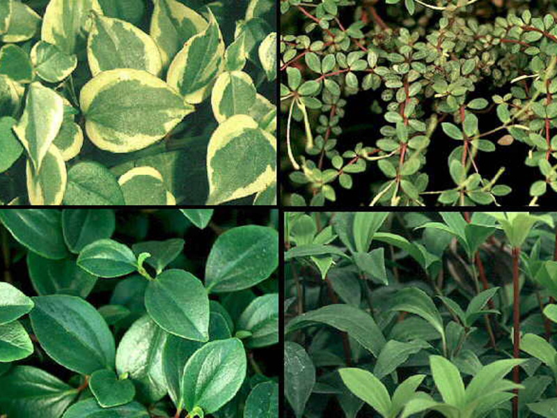 Peperomia blunt-leaved