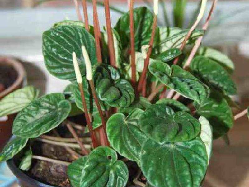 Peperomia and its types