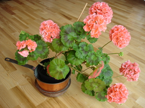 How to grow pelargonium and geranium