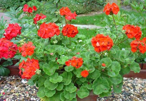 What is the difference between pelargonium and geranium