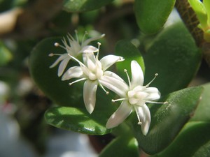 Living tree and its healing power