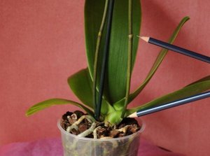 Features of orchid care