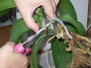 How to transplant an orchid at home