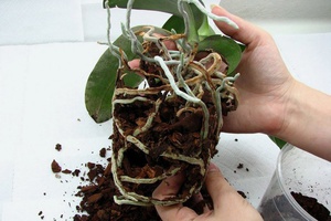 How not to damage an orchid when transplanting