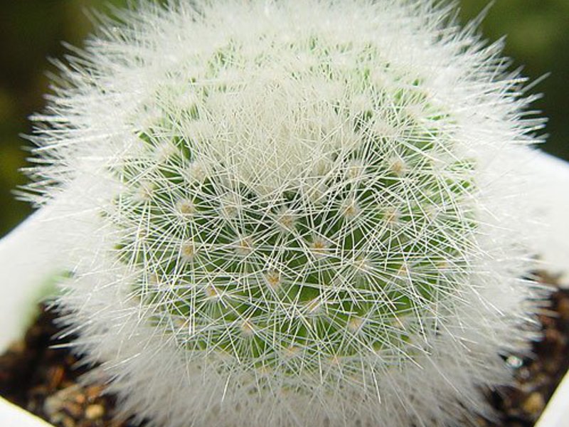 Характеристики на кактуса mammillaria