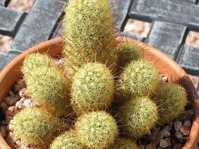 Грижи и отглеждане на кактуса Mammillaria