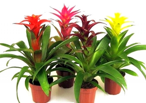 How to grow guzmania