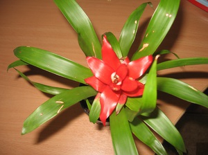 How to care for guzmania