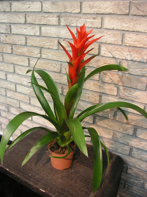 Special care for guzmania