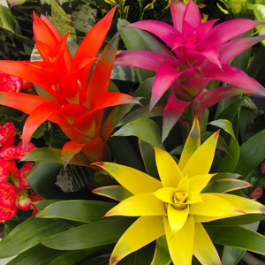 Guzmania variety