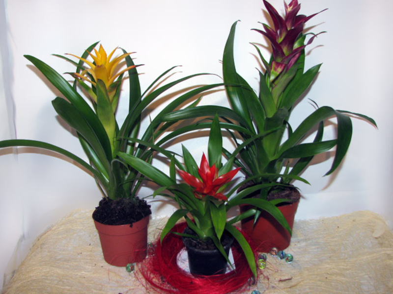 Varieties of guzmania