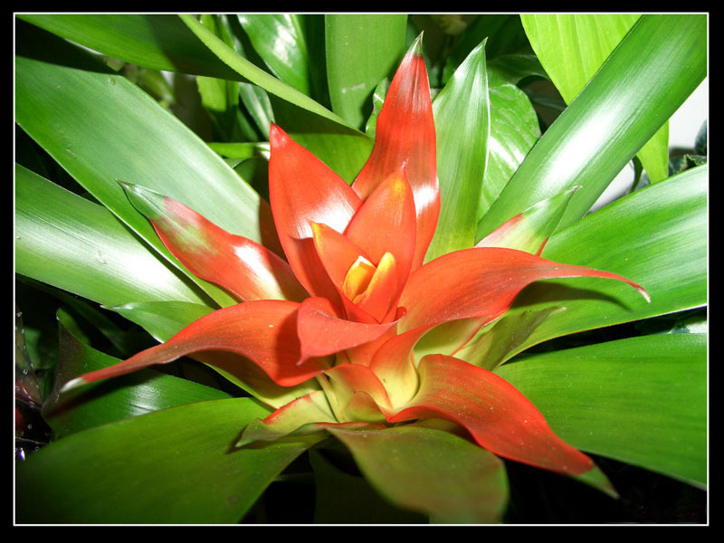 A few tips for breeding guzmania