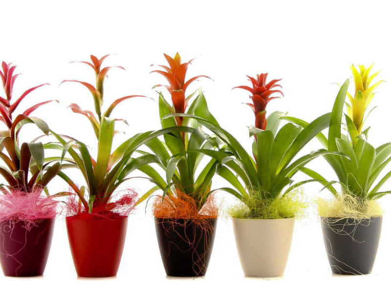 Home guzmania