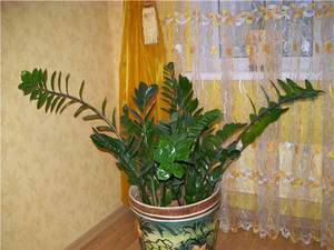 Zamioculcas flower: home care