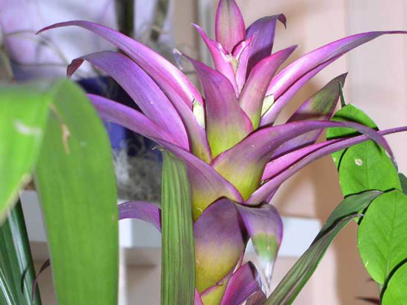 Cultivation of guzmania