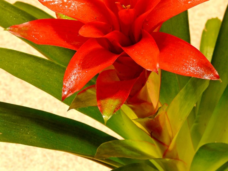 Proper care for guzmania