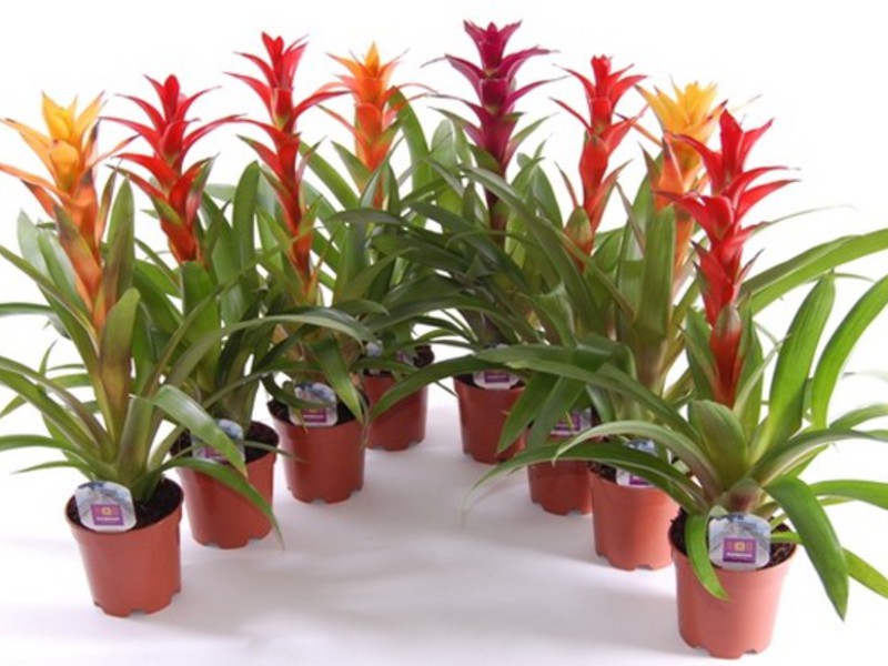 How to decorate a house with room guzmania