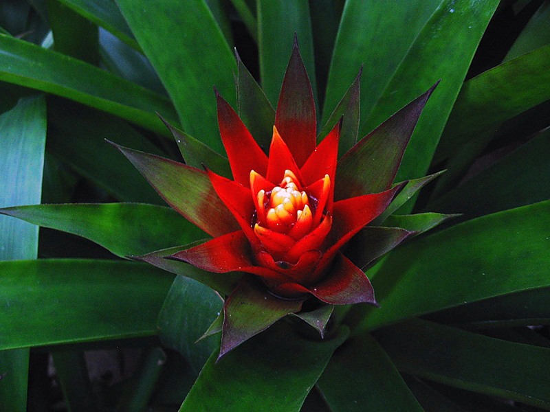 A few tips for breeding guzmania