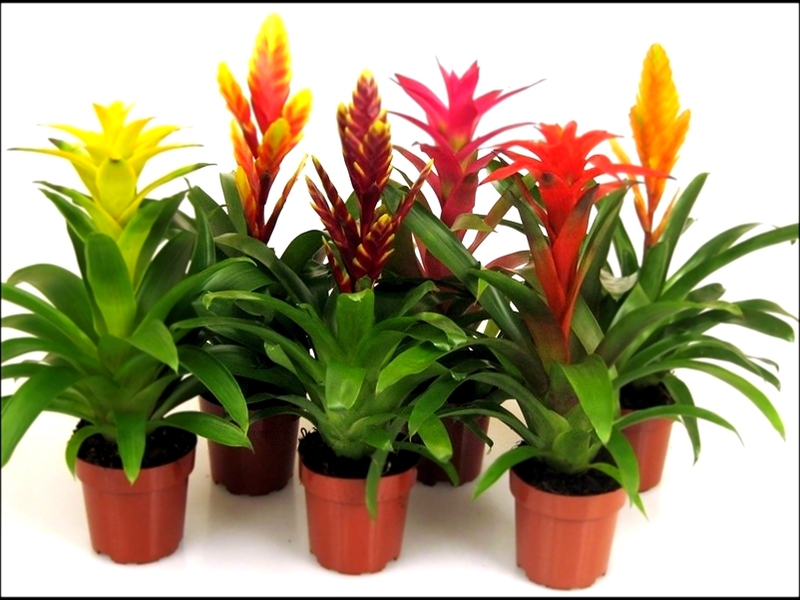  How to care for guzmania at home