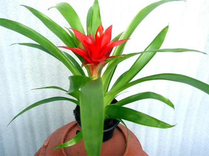 Types of guzmania