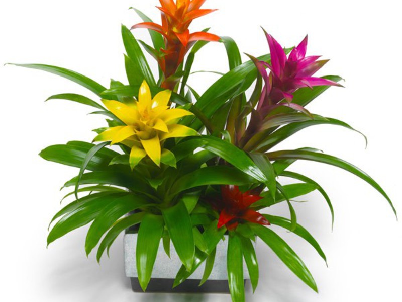 Guzmania transplant