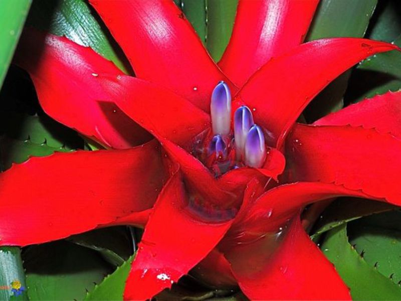 How Guzmania grows