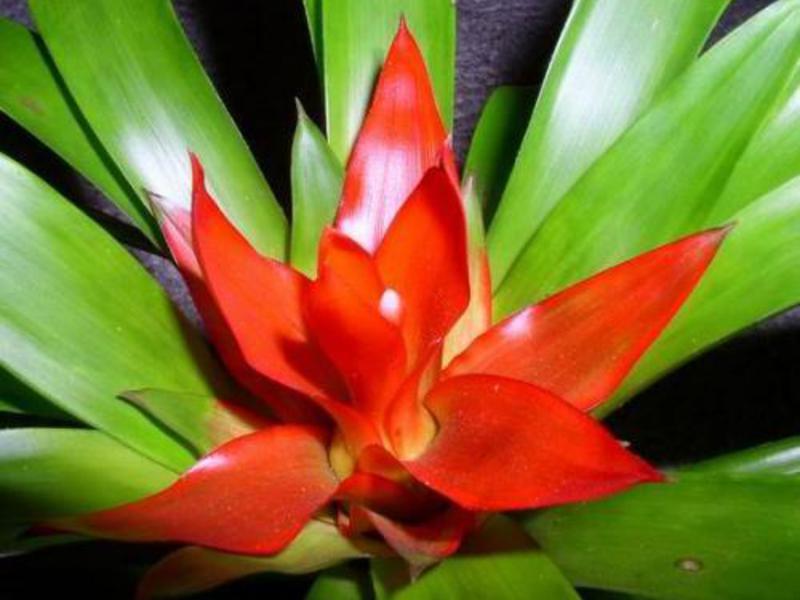 Home guzmania