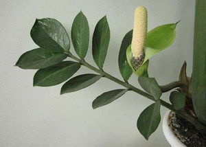 Zamioculcas in bloom -