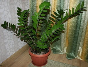 Zamioculcas grows at home in pots