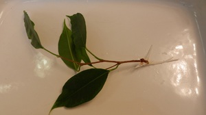 Ficus Benjamin propagates by cuttings