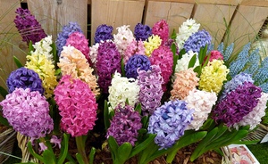  Hyacinths are beautiful flowers that can delight you on the site and at home.