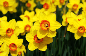 Narcissus can also be grown outdoors and in a pot.