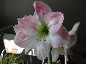 The pink and white hippeastrum is shown in the photo.