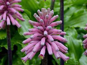 Weltheimia is an unusual flowering bulbous plant.