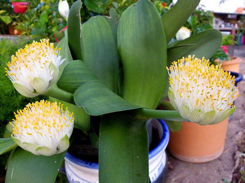 White-flowered Gemantus needs a large pot.