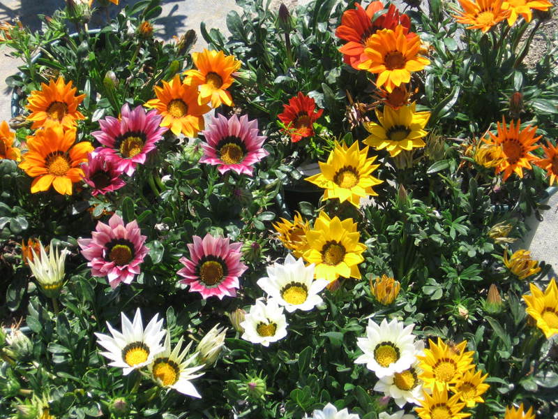 Gazania (gatsania) is a plant very beloved by many summer residents.