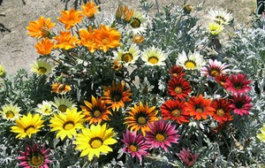 Gazania brilliant grows well in flower beds