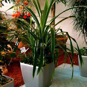 Pandanus at home - how to grow a plant correctly?