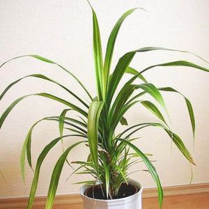 Photo of a pandanus in a pot - the plant grows beautifully at home