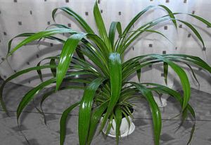 Pandanus in an apartment can take root with proper care.