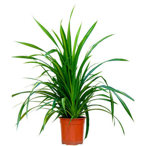 How to grow a pandanus in a pot - tips and tricks