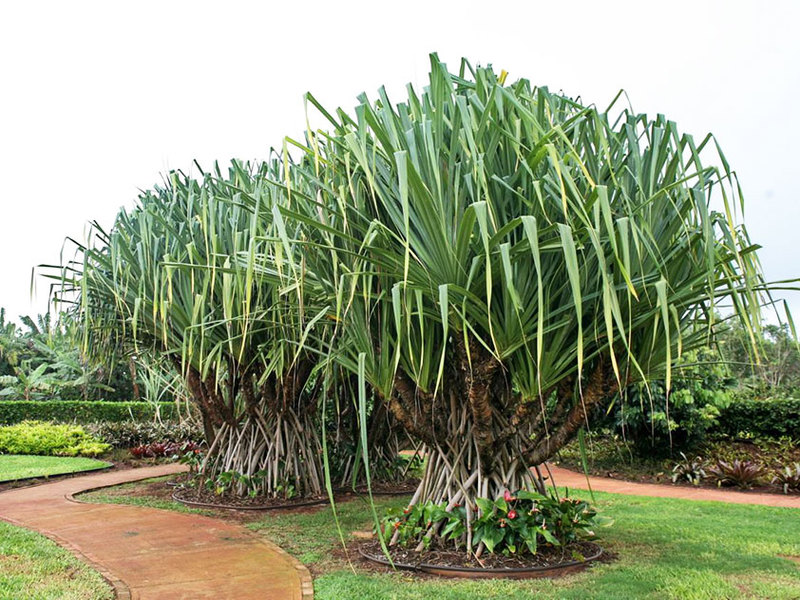 Pandanus Veicha is a large plant, sometimes called a palm tree.