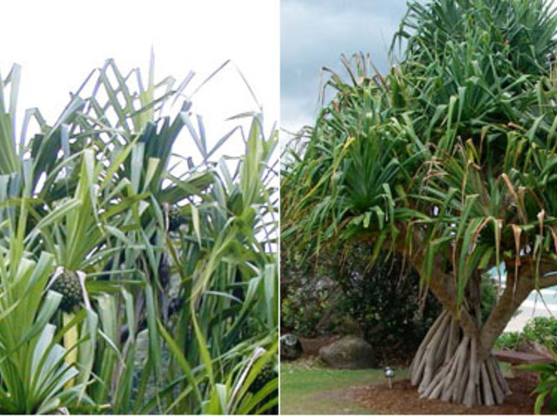 Pandanus Sandera is a tropical plant that is grown as an ornamental plant in homes and offices.