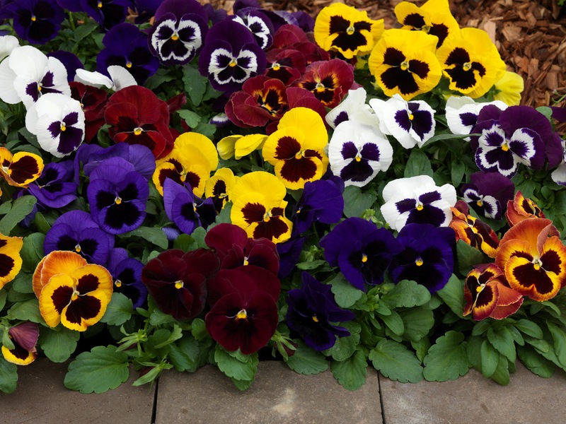 List and description of varieties of indoor violets