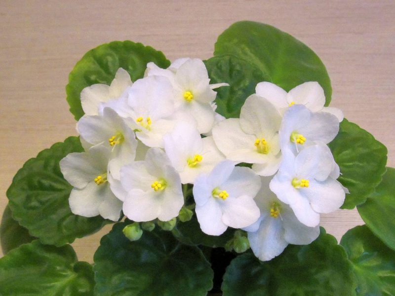 Characteristics of indoor violets Nordpol