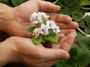 Rules for caring for violets at home