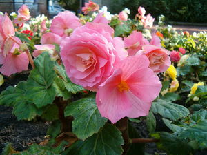 Description of the features of growing begonias flowers