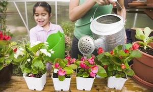 How to properly water begonias