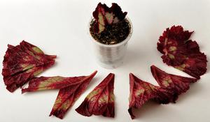 Breeding rules for begonias by leaf cuttings