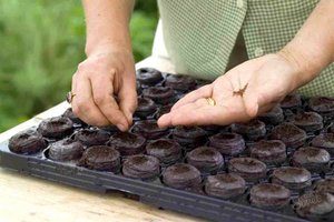 The nuances of seed propagation of begonias